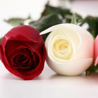 ???QIZIL ATIRGULLAR???