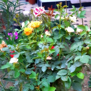 Гул кучатлари ва мевали дарахт кучатлари сотиладган гурухга хуш келибсиз