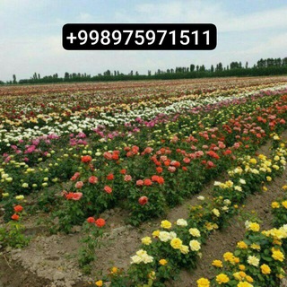 Атиргул кучатлар (Саженцы Розы)