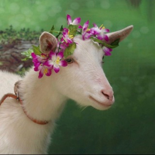 ЭЧКИЧИЛИК УЗБЕКИСТОНДА/КОЗОВОДСТВО В УЗБЕКИСТАНЕ