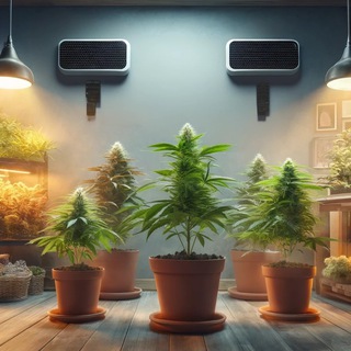 Best CBD Germany Telegram channel