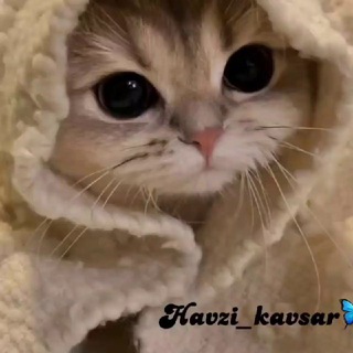 ?????_???????
