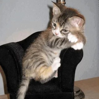 اي حاجة تافهة - Telegram Channel