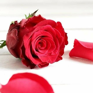 ⭐رياضيات وميكانيكا ثالثة ثانوي? - Telegram Channel