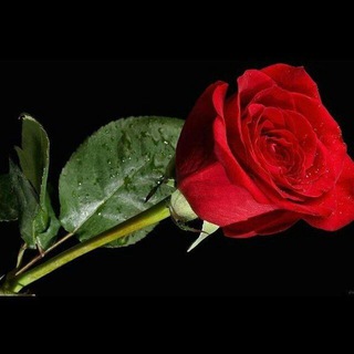 فێرگەی ڕۆژهەڵات - Telegram Channel