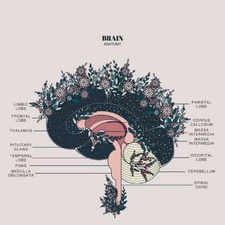 source of neuroscience - Telegram Channel