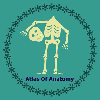 Atlas Of Anatomy | آموزش آناتومی - Telegram Channel