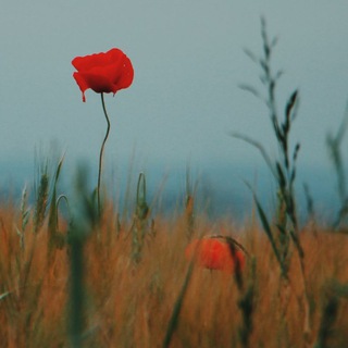 عالم الخلفيات - Telegram Channel