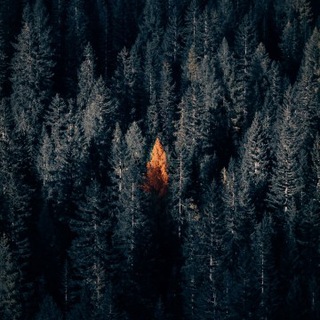 Swift Dark Themed App - Telegram Channel