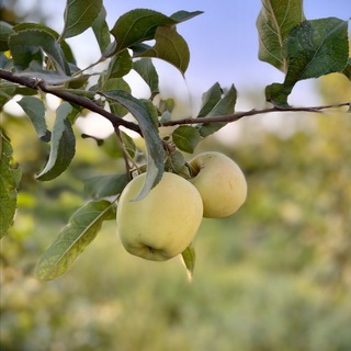 ?goodlife - Telegram Channel