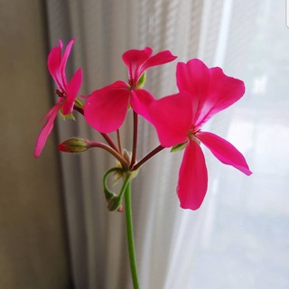 ?دل یار? - Telegram Channel