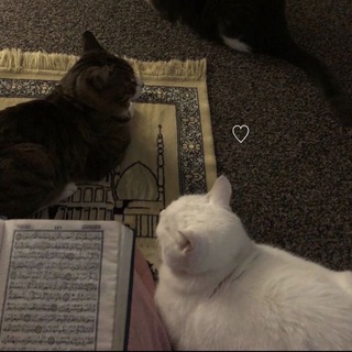 فُصحى♡︎.. - Telegram Channel