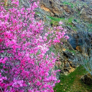 خــــــزڶ غربی - Telegram Channel