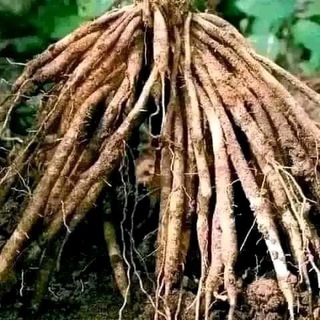 መርጌታ ግዛቸው