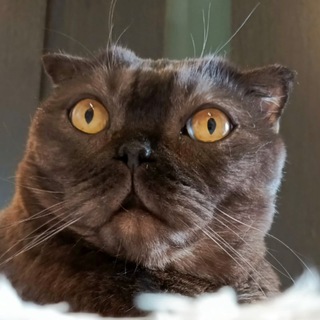 Кот Виски / cat Whiskey