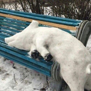 Мемасы Фёдора