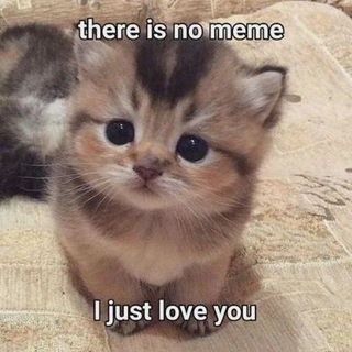 Baby Cat Coin Telegram channel