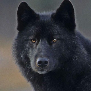 Clã dos Lobos Telegram channel