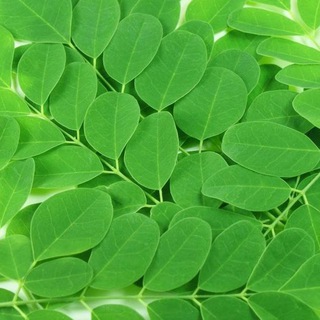 Moringa Oleífera - Dúvidas Telegram channel