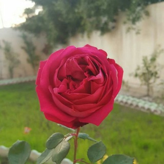 رمزيات و صوره بنات كيوت ❤️ Telegram