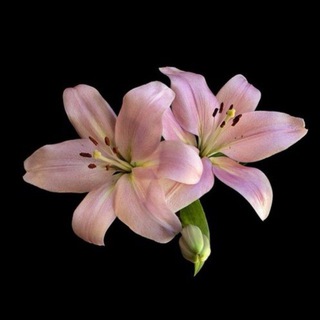 للجَنه Telegram