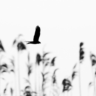 عبدالله الوهيبي Telegram