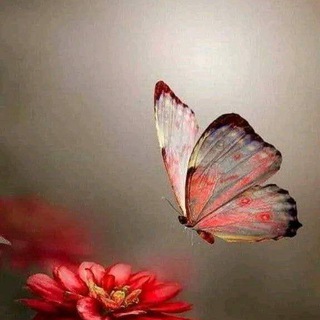 ?الوان زمرديه? Telegram