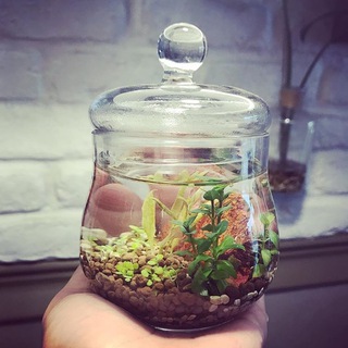 کلبه کاکتوس<<نور>> Telegram