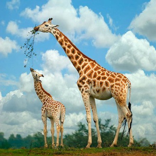 ?Planète des animaux?? Telegram Channel