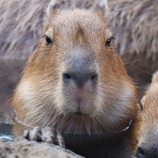 The Animal Hub Telegram Channel