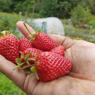 Cultiva Tu Huerto - Huertina De Toni Telegram Channel