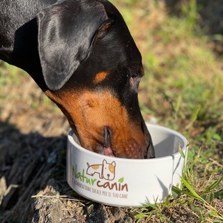 Naturcanin.ch Forum Telegram Channel