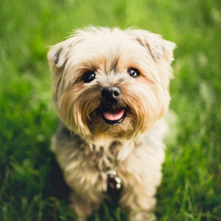 Mascotas & Animales Telegram Channel