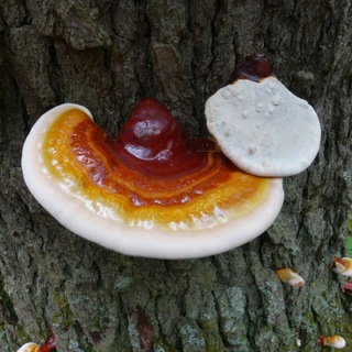 Ganoderma y Espirulina con DXN en España ?? Telegram Channel