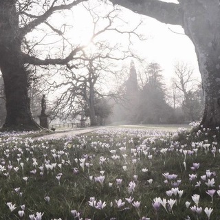 Ліга Сміху Telegram Channel