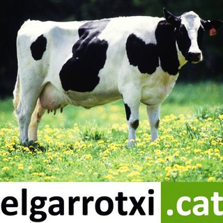 elgarrotxi.cat Telegram Channel