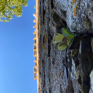 Concello de Castroverde Telegram Channel