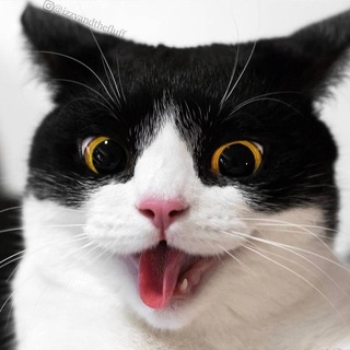 ? GIFKA - VIDEOS DE RISA ? Telegram Channel