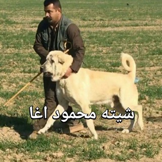 سگ پژدر