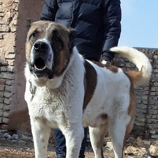 سگ خراسانی