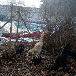 iBrat33 (консультант)