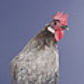 Chickens NETWORK