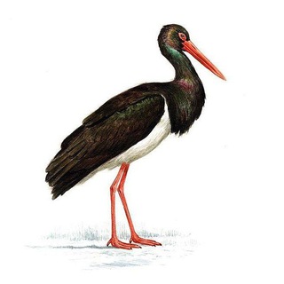 KARL II Stork black