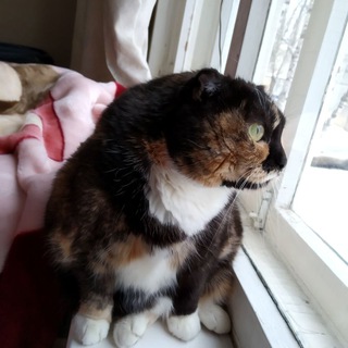 Абордажная кошка