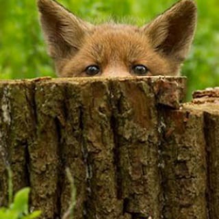 FoxyFoxyWolf News Channel