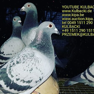 Kulbacki Racing Pigeons Sport