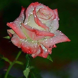 aboualam