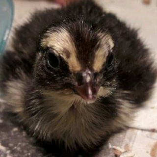 Missouri Furries Lobby - Official - (all ages) ✊BLM✊