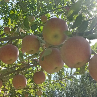 ? روستای یمق ?