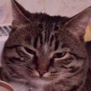 всратые коты